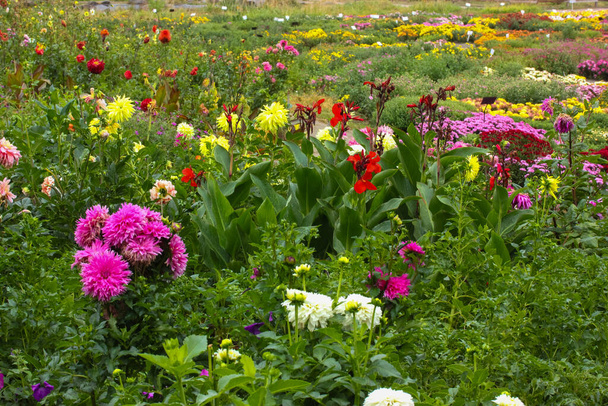 Park kvetoucích chryzantémat, podzimní pestrobarevné květy v zahradě - Fotografie, Obrázek