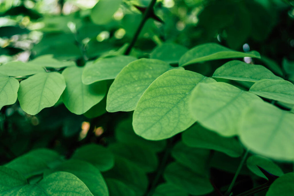 Suculentas hojas verdes de acacia - Foto, Imagen