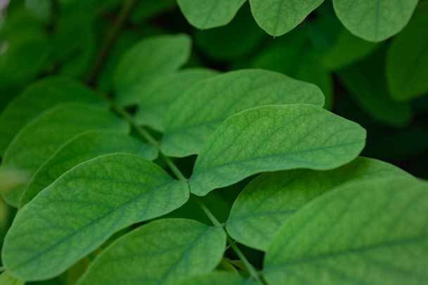 Grüne Blätter der Akazie auf einem Ast. - Foto, Bild