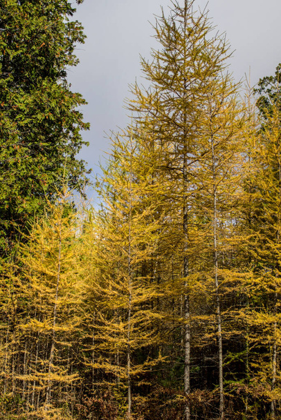 Podzimní barva lesa ve svislé orientaci.  - Fotografie, Obrázek