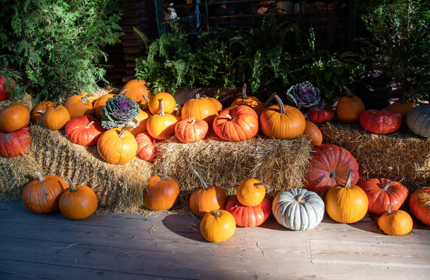 Dýně na podzimní slavnostní dekoraci. Severní Vancouver BC Kanada - Fotografie, Obrázek