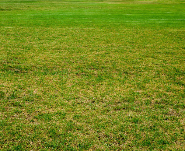 Zelený trávník - Fotografie, Obrázek