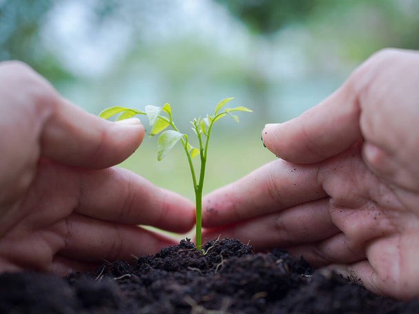 Save the environment concept. Close up hands growing and nurturing tree on green blur background. - Foto, Bild