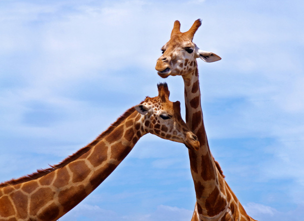 giraffen - Foto, afbeelding