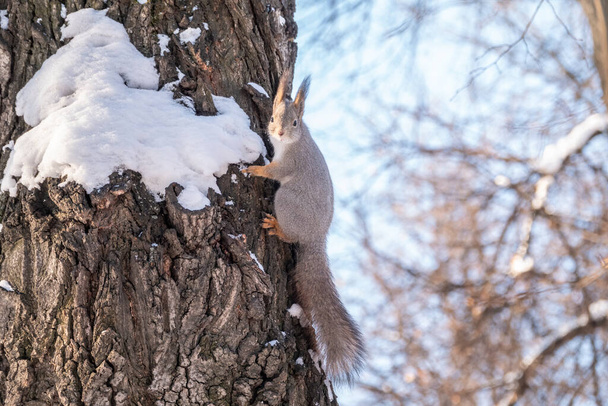 Squirrel in winter sits on a tree trunk with snow in winter. Eurasian red squirrel, Sciurus vulgaris, sitting on branch covered in snow in winter. - 写真・画像