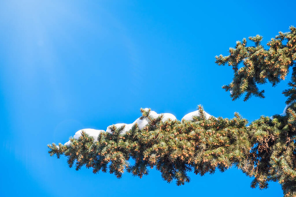 Green spruce branches with needles and cones against a blue sky in winter. Many cones on spruce. Fir tree. Background image with copy space. - Foto, Imagen
