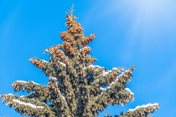 Green spruce branches with needles and cones against a blue sky. Many cones on spruce. Fir tree. Background image with copy space. - Fotoğraf, Görsel