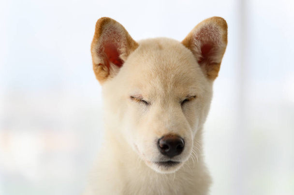 白芝犬日本の血統かわいい子犬はベッドルームでベッドに滞在します。ペット愛好家の概念。コピースペースのある動物の肖像画 - 写真・画像