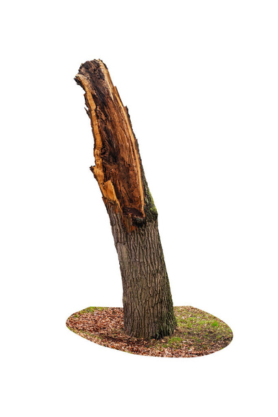 Big broken tree trunk stump isolated on white background. Stump of broken tree. - Photo, Image