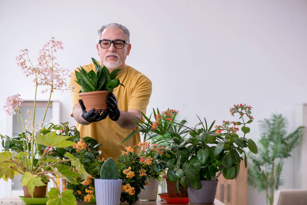 Old male gardener with plants indoors - Фото, изображение