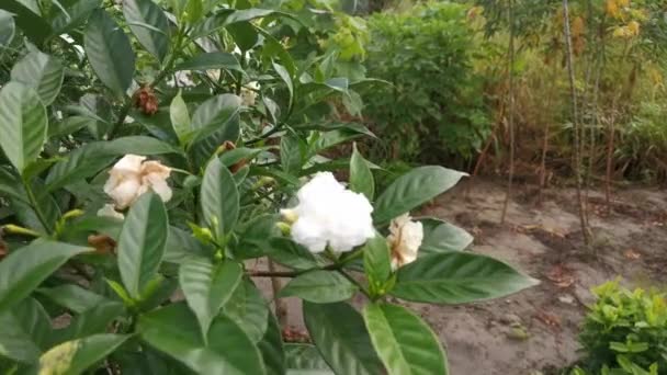 footage of the white tabernaemontana divaricata flower - Filmagem, Vídeo