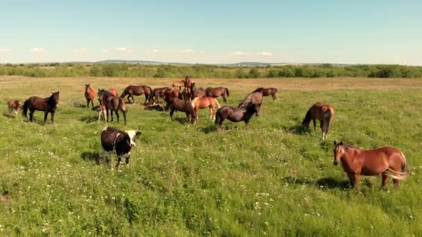 Cavalos e vacas estão no prado verde e pastam grama na fazenda, - Filmagem, Vídeo