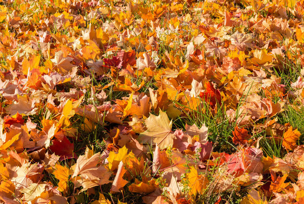 Une partie de la clairière couverte de feuilles d'érable tombées de couleur varicolore sur l'herbe à l'automne jour ensoleillé, fond - Photo, image