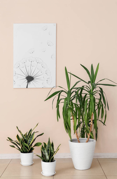 Зелені кімнатні рослини біля світлої стіни в кімнаті
 - Фото, зображення