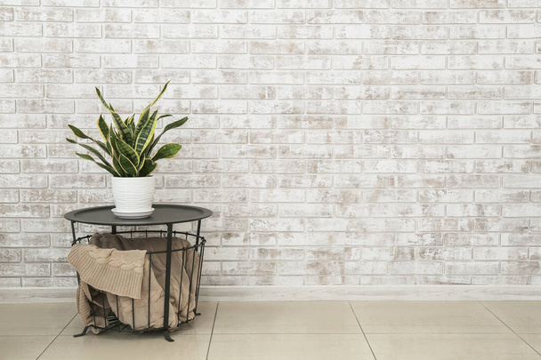 Πράσινο houseplant στο τραπέζι κοντά στον τοίχο τούβλο στο δωμάτιο - Φωτογραφία, εικόνα