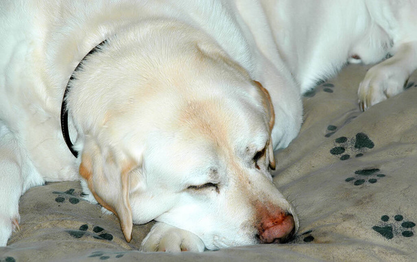 Собака спить на подушці вдома в приміщенні
. - Фото, зображення
