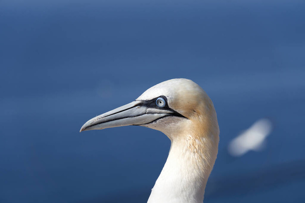 Vadon élő madár a vadonban, Morus bassanus, Northern Gannet Heligoland szigetén, az Északi-tengeren, Németországban. Kék tenger a háttérben. - Fotó, kép