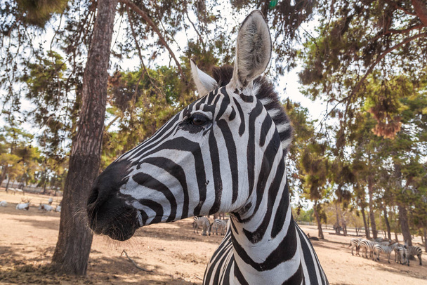 Ez egy zebra egy szafari parkban.. - Fotó, kép