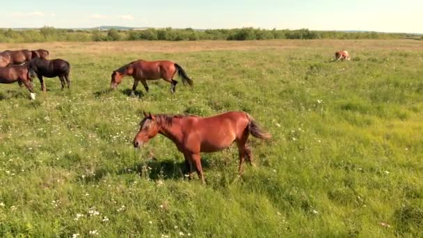Cavalos e vacas estão no prado verde e pastam grama na fazenda, - Filmagem, Vídeo