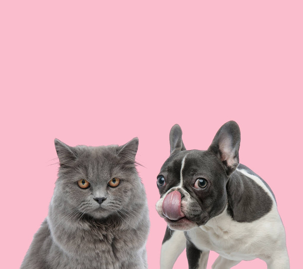 csapat brit hosszú haj és francia bulldog nyalás orr rózsaszín háttér - Fotó, kép