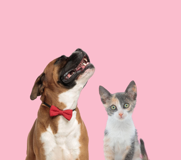 equipo de boxeador y metis gato vistiendo corbata y mirando hacia arriba con emoción sobre fondo rosa - Foto, Imagen