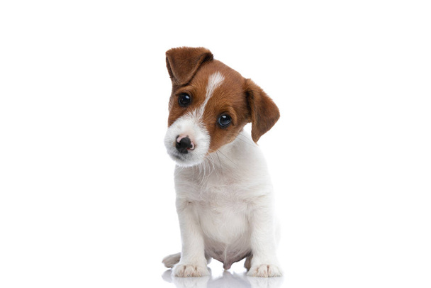 Küçük Jack Russell Terrier köpeği başını yana çeviriyor, kameraya bakıyor, ne gördüğü konusunda kafası karışıyor ve beyaz arka planda oturuyor. - Fotoğraf, Görsel
