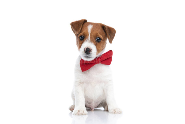 słodkie dziecko Jack Russell terier pies pilnuje jego własny biznes, noszenie czerwony muszka i siedzi na białym tle - Zdjęcie, obraz