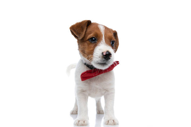 μικρό Jack Russell Terrier σκυλί κοιτάζοντας στην άκρη, είναι αδιάφορος, φορώντας ένα κόκκινο παπιγιόν και στέκεται πάνω σε λευκό φόντο - Φωτογραφία, εικόνα
