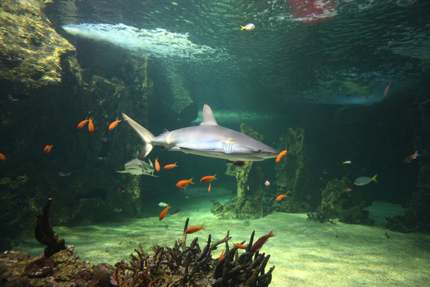 Requins gris de récif
 - Photo, image