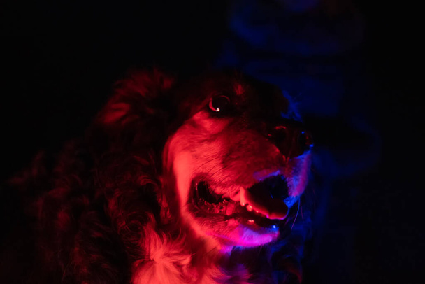 Portrait of a German police dog at night in the light of police lights - 写真・画像