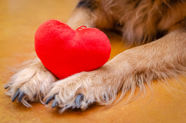 Pies trzymający czerwone serce z bliska. Koncepcja święta, Walentynki - Zdjęcie, obraz