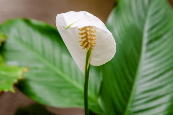 Yeşil yaprakların (Spatthiphyllum cochlearispathum, Spatthiphyllum wallisii) arka planına karşı Barış Lilly adlı beyaz çiçeğin bir taç yaprağının yakın çekimi. Kadın mutluluğu. - Fotoğraf, Görsel