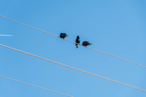 Three rooks sit side by side on electric wires against a blue sky - Photo, Image