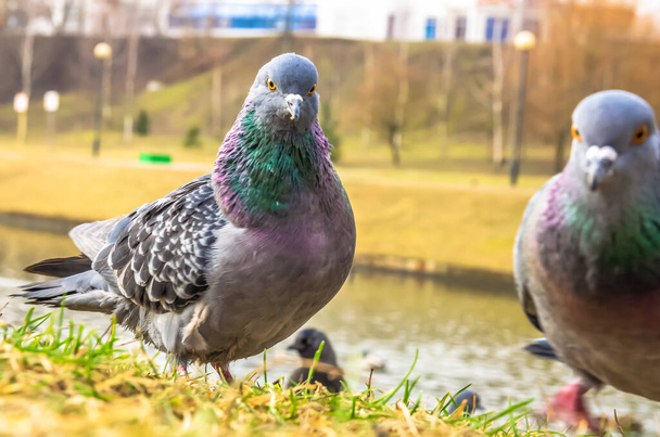 schöne Taube steht auf dem Rasen in der Nähe des Flusses in der Stadt. - Foto, Bild