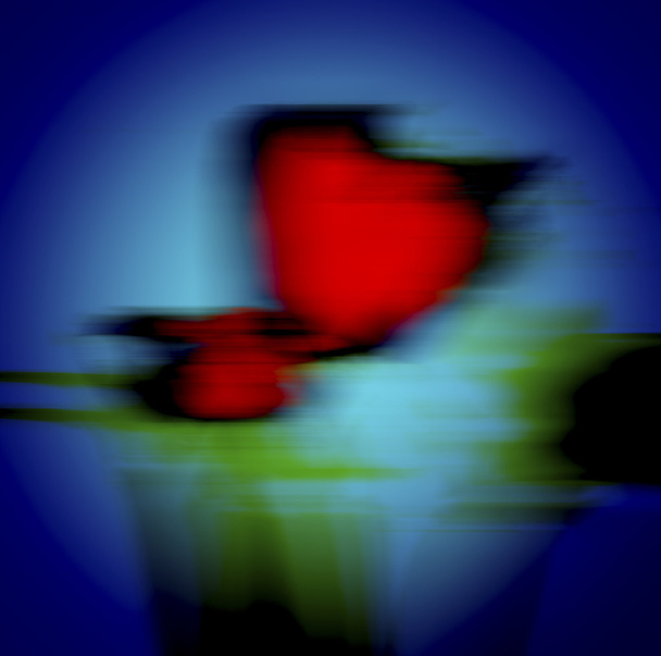 Red poppy  - Фото, изображение