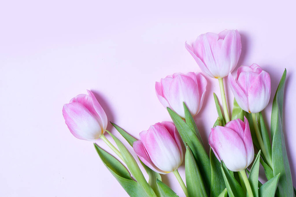 Pink blooming tulips - Fotoğraf, Görsel