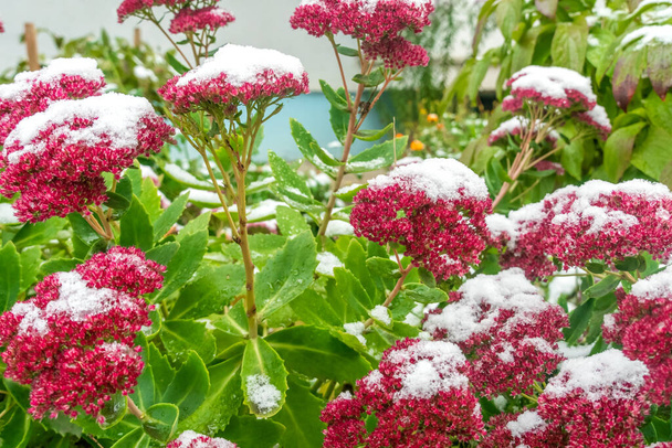 その後、セダムは秋に庭で最初の雪で覆われました。紫色の観賞用庭園植物、セダム・サキフラージュ. - 写真・画像