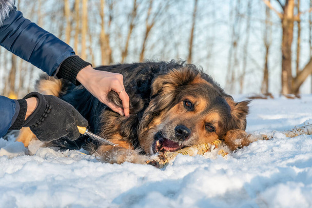 所有者は晴れた冬の日に外でドイツの羊飼いの犬を連れてきています彼女は棒を噛んでいる間 - 写真・画像