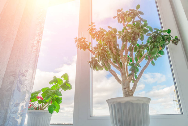 árbol de dinero verde Crassula en una olla y un puesto de geranio en el alféizar de la ventana contra un cielo azul con nubes y luz. Confort hogar. - Foto, Imagen