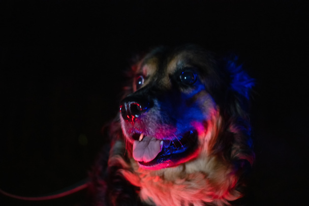 Retrato de um cão policial alemão à noite à luz das luzes da polícia - Foto, Imagem