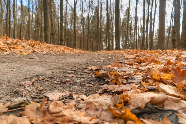 Estrada da floresta de outono com folhas laranjas caídas no final do outono. Foto do ângulo inferior - Foto, Imagem