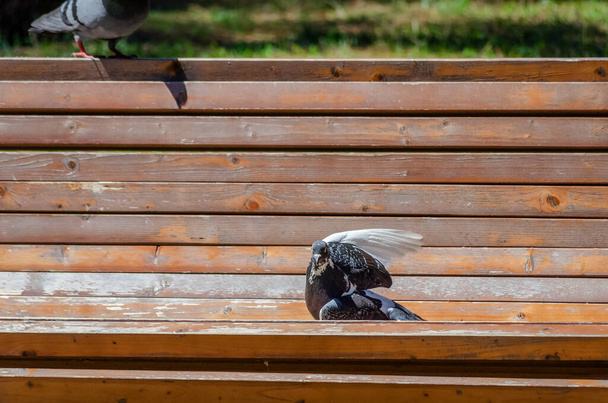 Kanatları açık bir güvercin ahşap bir bankta oturur ve güneşli bir günde doğrudan kameraya bakar. - Fotoğraf, Görsel