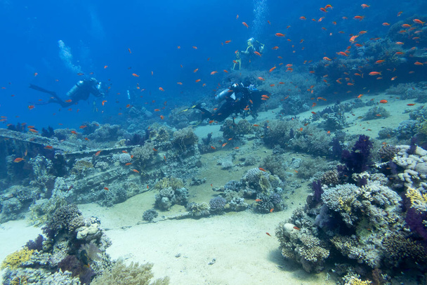 Sharm el Sheikh, Mer Rouge, Egypte - 20 novembre 2019 : Récif corallien coloré au fond de la mer tropicale, groupe de plongeurs sur une vieille épave sur le fond marin, paysage sous-marin - Photo, image