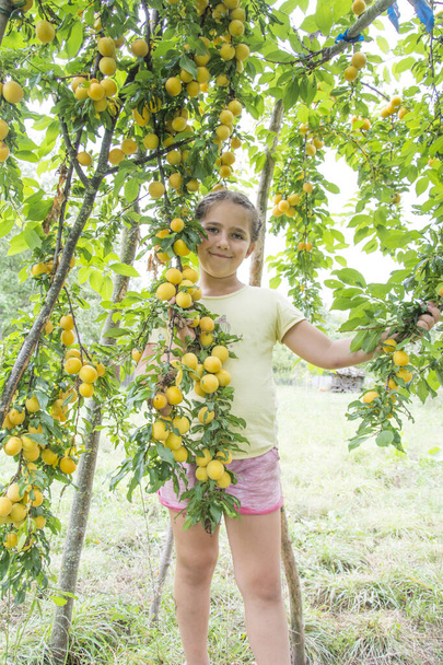 Летом рядом с деревом стоит девушка с желтыми сливами. - Фото, изображение