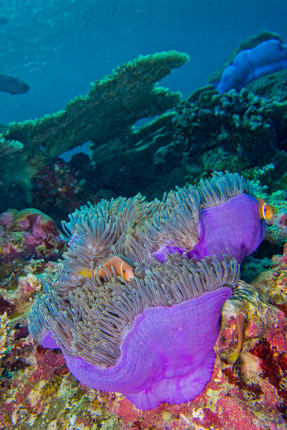 Anemone pinna nera, Amphiprion nigripes, Magnifico Anemone marino, Heteractis magnifica, Barriera corallina, Atollo di Ari meridionale, Maldive, Oceano Indiano, Asia - Foto, immagini