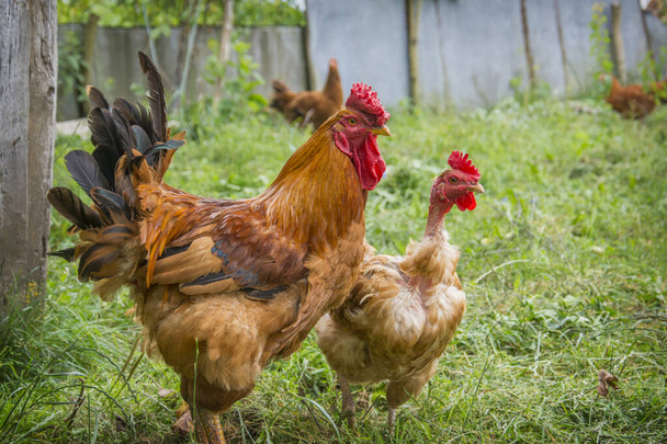 In summer, a rooster and a chicken in the grass in the garden. - Photo, Image