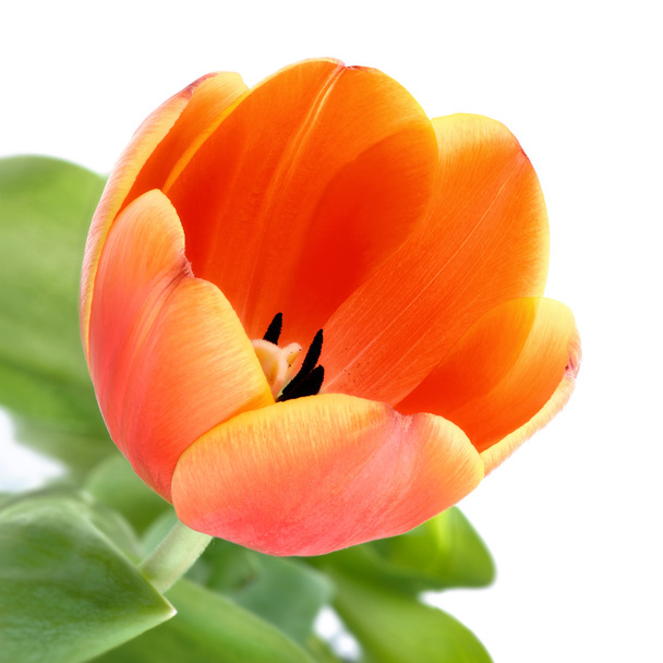 Orange tulip closeup - Fotó, kép