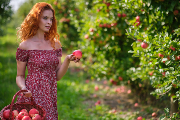Beautiful young woman picking ripe organic apples in basket in orchard or on farm on a fall day - Фото, зображення