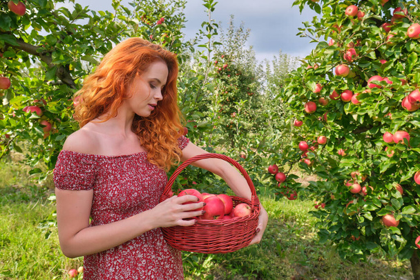 Beautiful young woman picking ripe organic apples in basket in orchard or on farm on a fall day - Foto, immagini