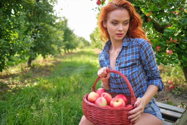 Beautiful young woman picking ripe organic apples in basket in orchard or on farm on a fall day - Photo, Image